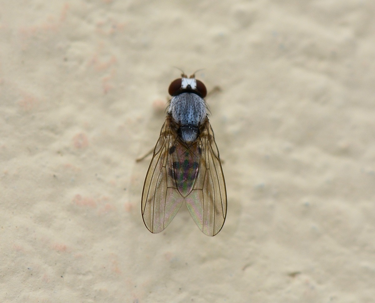 Leucophenga maculata maschio (Drosophilidae)