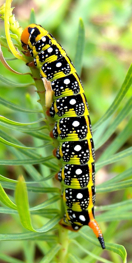 Larva di Sphingidae - Hyles euphorbiae