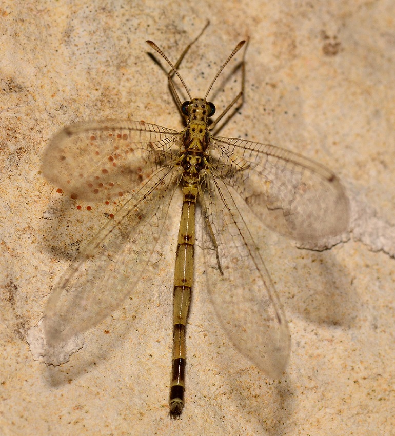 Myrmeleontidae chiaro:   Gymnocnemia variegata,  maschio