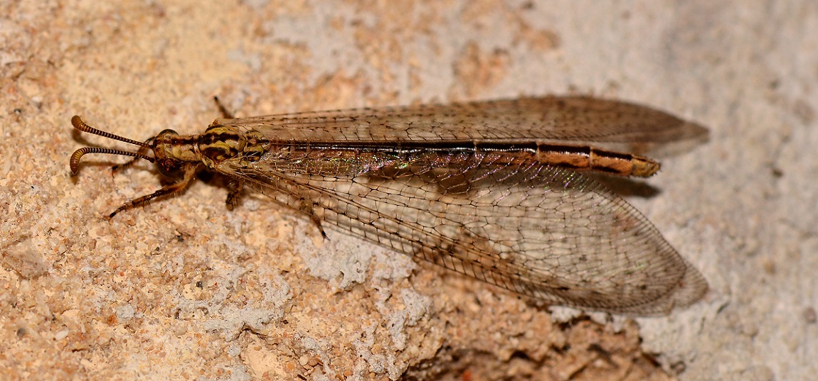 Myrmeleontidae con fascia nera:   Macronemurus appendiculatus,  femmina