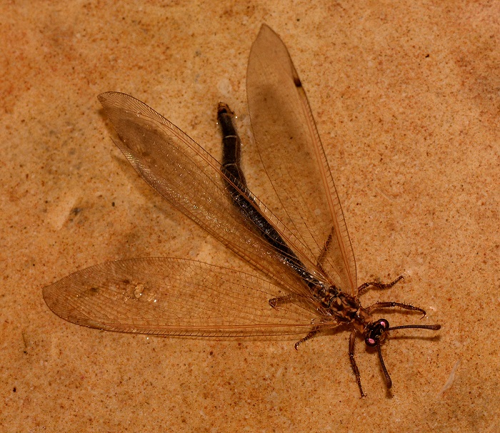Myrmeleontidae scuro:  Creoleon lugdunensis,  femmina