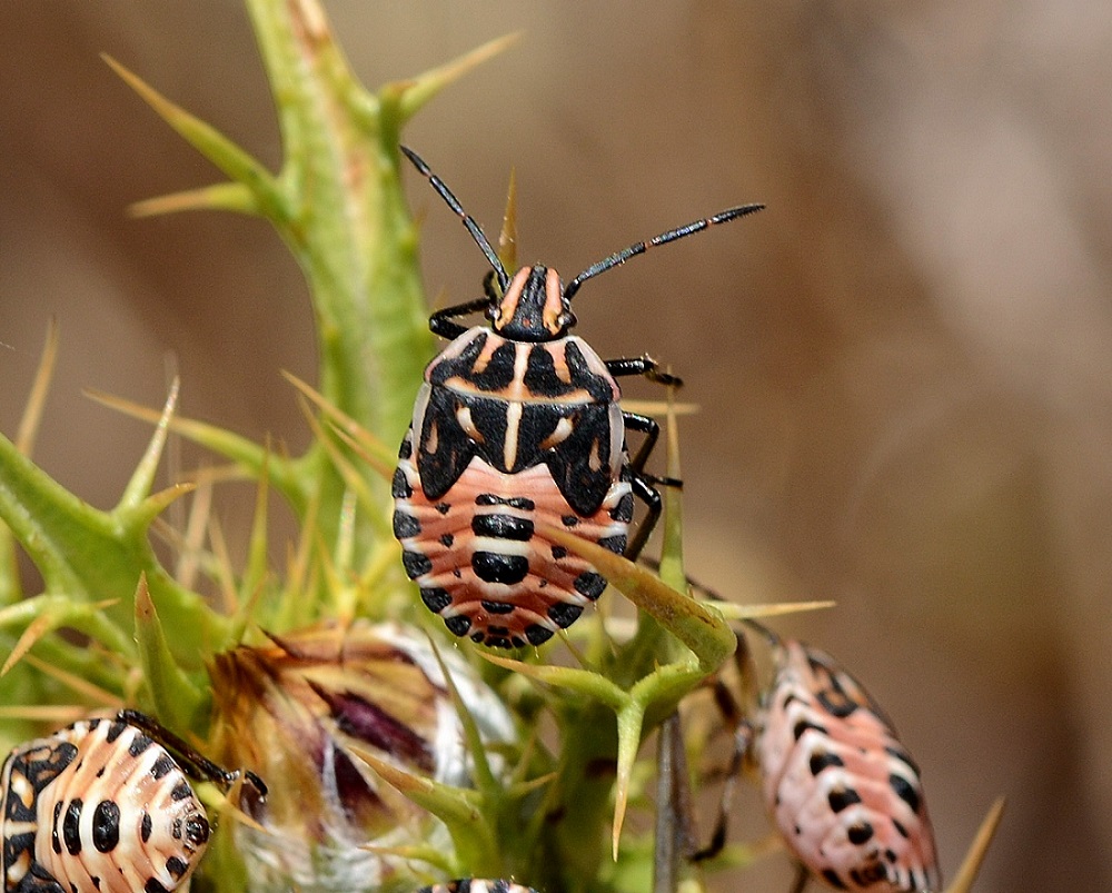 Pentatomidae dalla Sardegna:  ninfe di Codophila varia