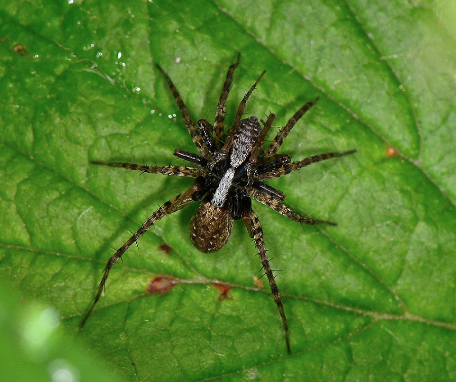 Lotta o accoppiamento ? Copula di Pardosa gr. lugubris - Bannio Anzino (VB)