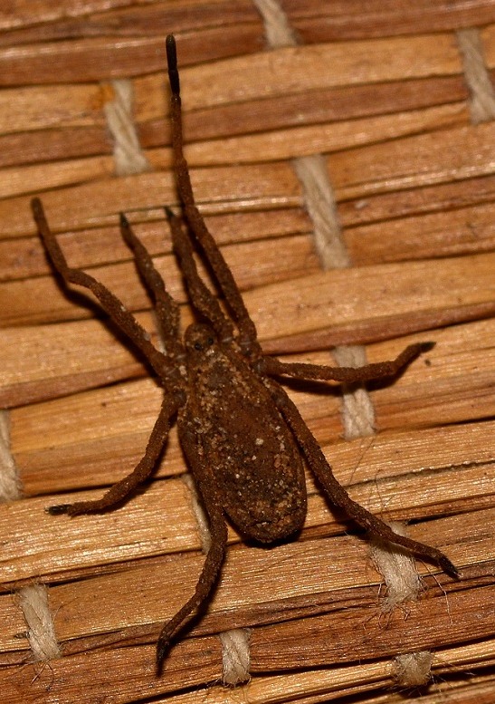 cos'' ?  Trogulus graecus (Trogulidae)