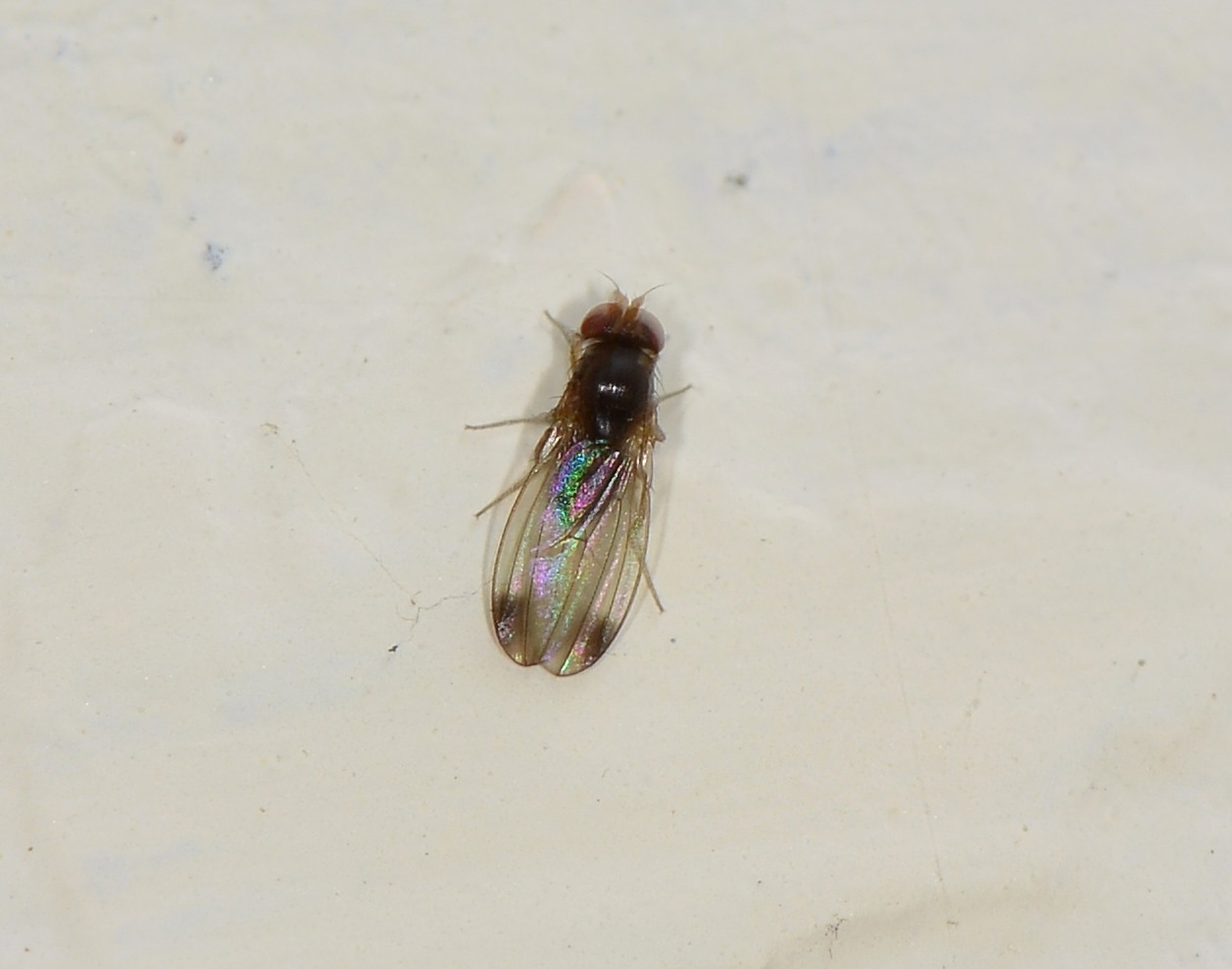 Drosophila cfr. suzukii, maschio