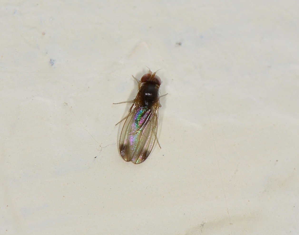 Drosophila cfr. suzukii, maschio