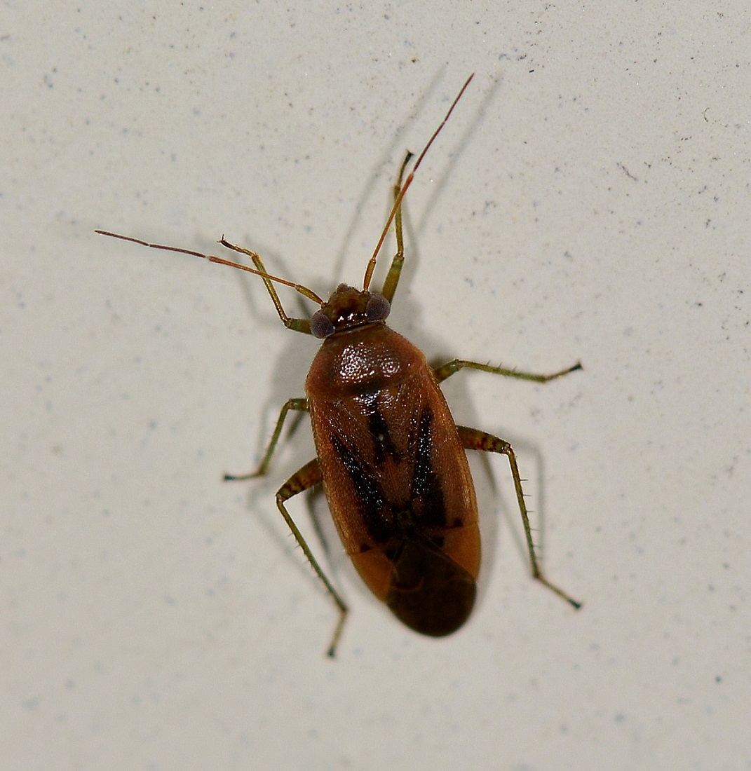 Miridae: Pinalitus atomarius