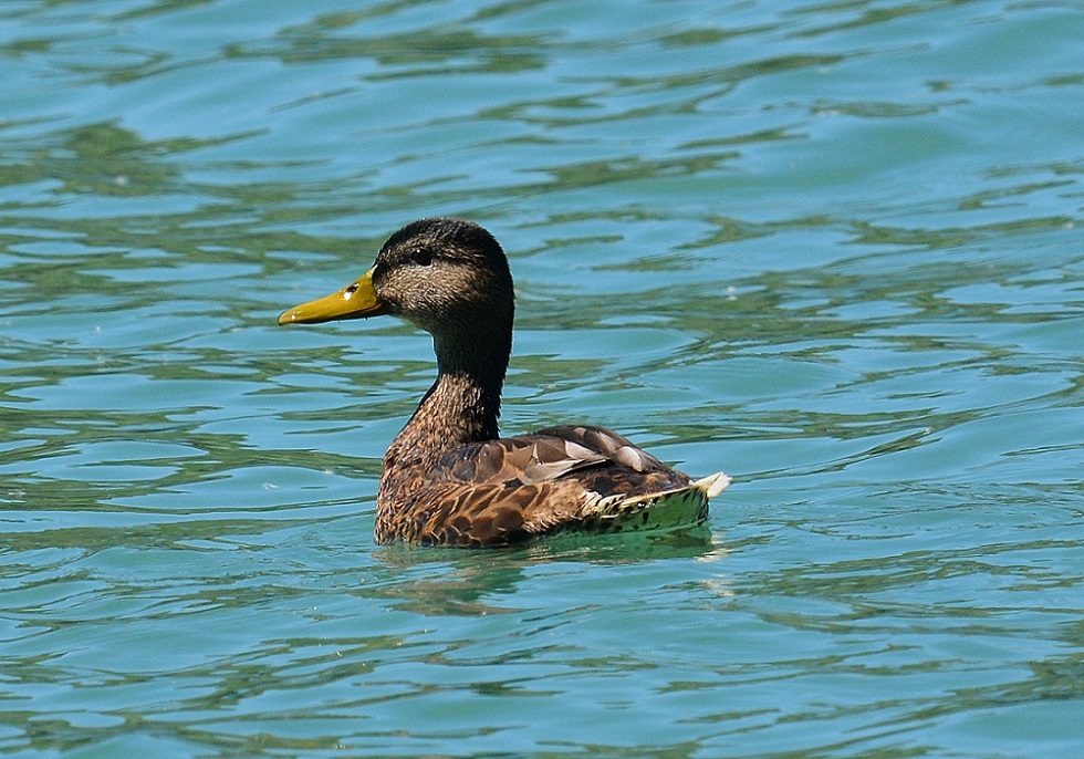 Anatidae: maschio di Germano reale 