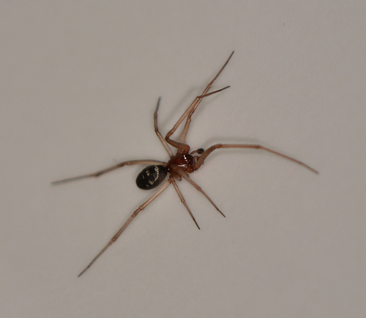 Steatoda grossa - Mediglia (MI)