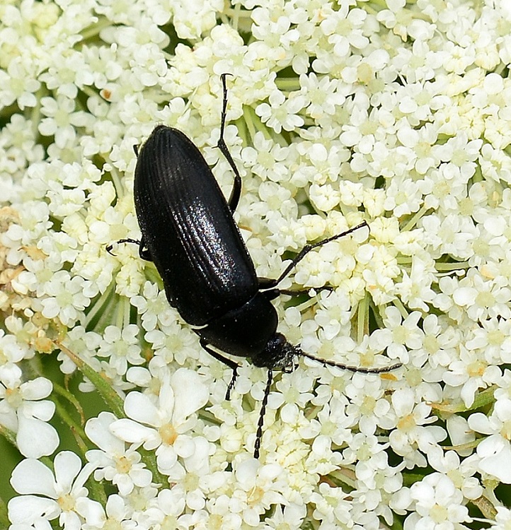 Podonta italica - Tenebrionidae Alleculinae