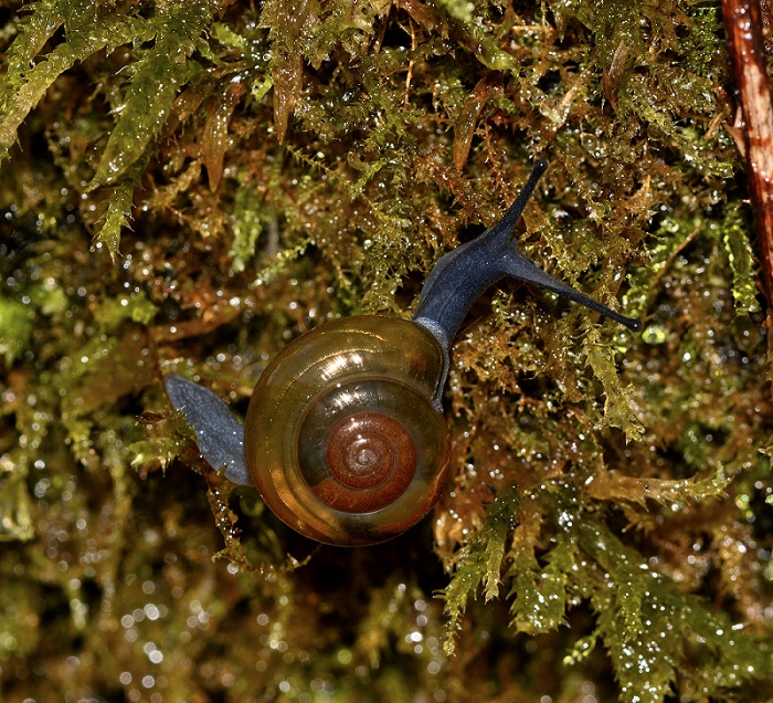 chiocciola d''oro