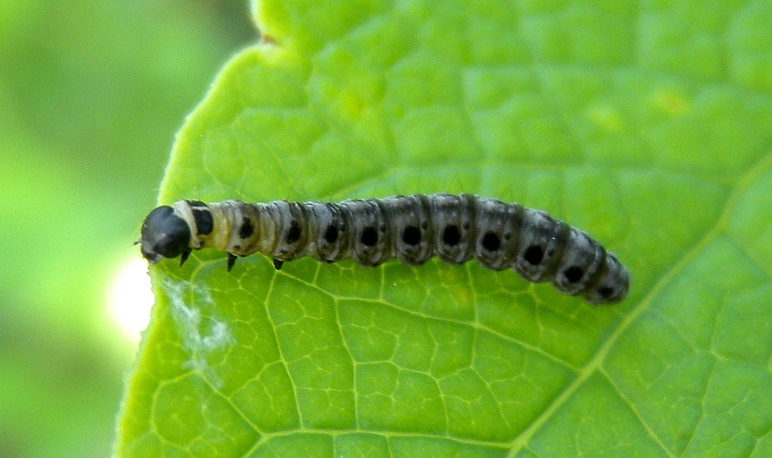 Larva punteggiata - Yponomeuta cfr. rorrella, Yponomeutidae