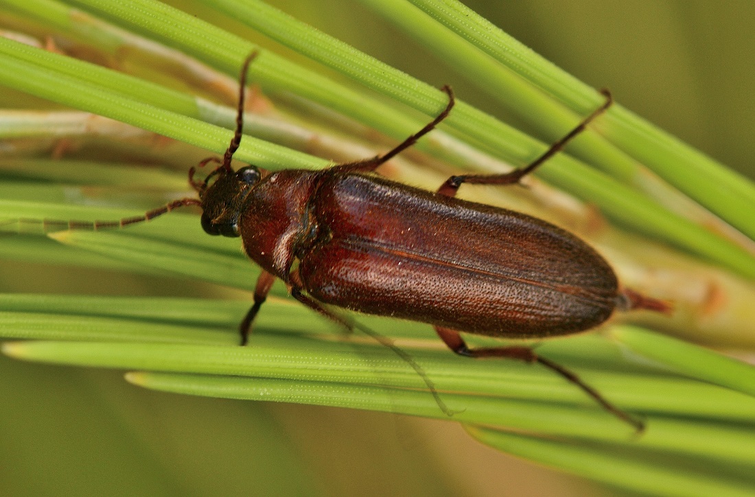 Elateridae Cebrioninae:  Cebrio melonii