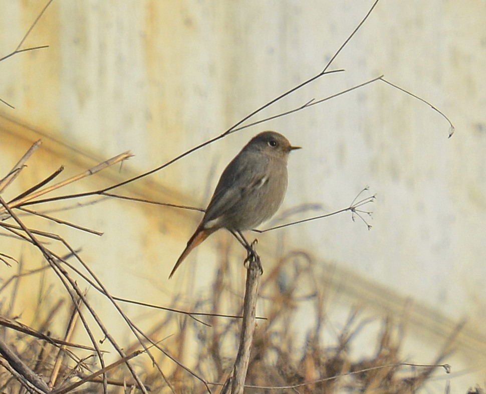 Codirosso spazzacamino (Phoenicurus ochruros), femmina