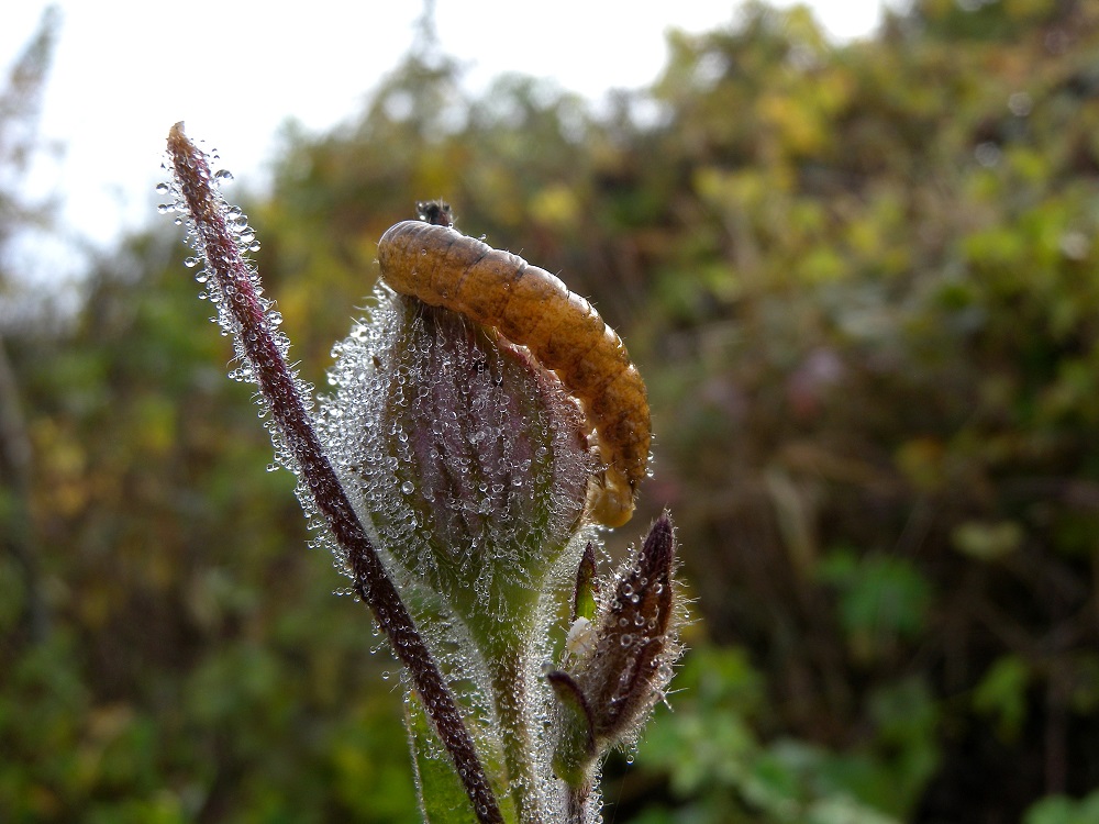 larva umida - Hadena sp, Noctuidae