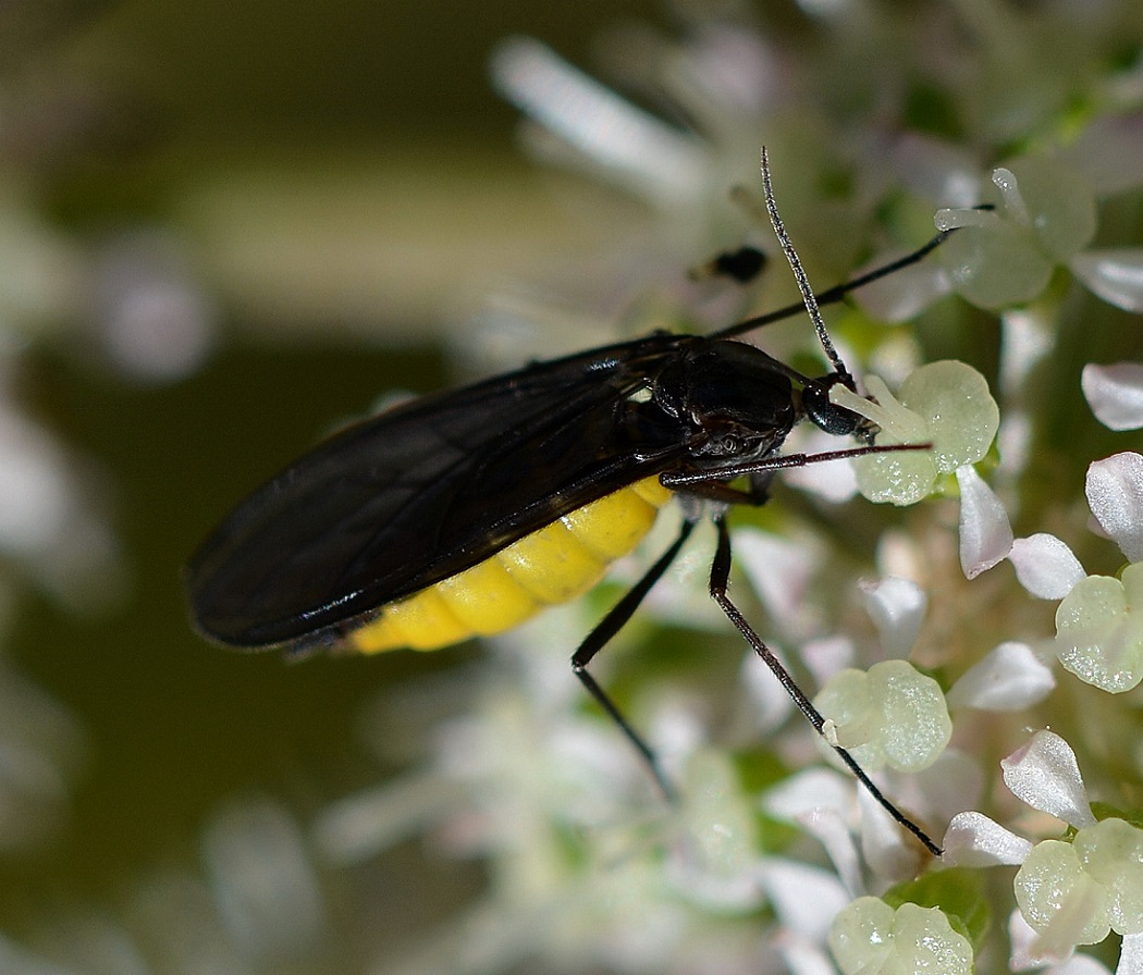 Nero giallo: Sciara sp. (Sciaridae)