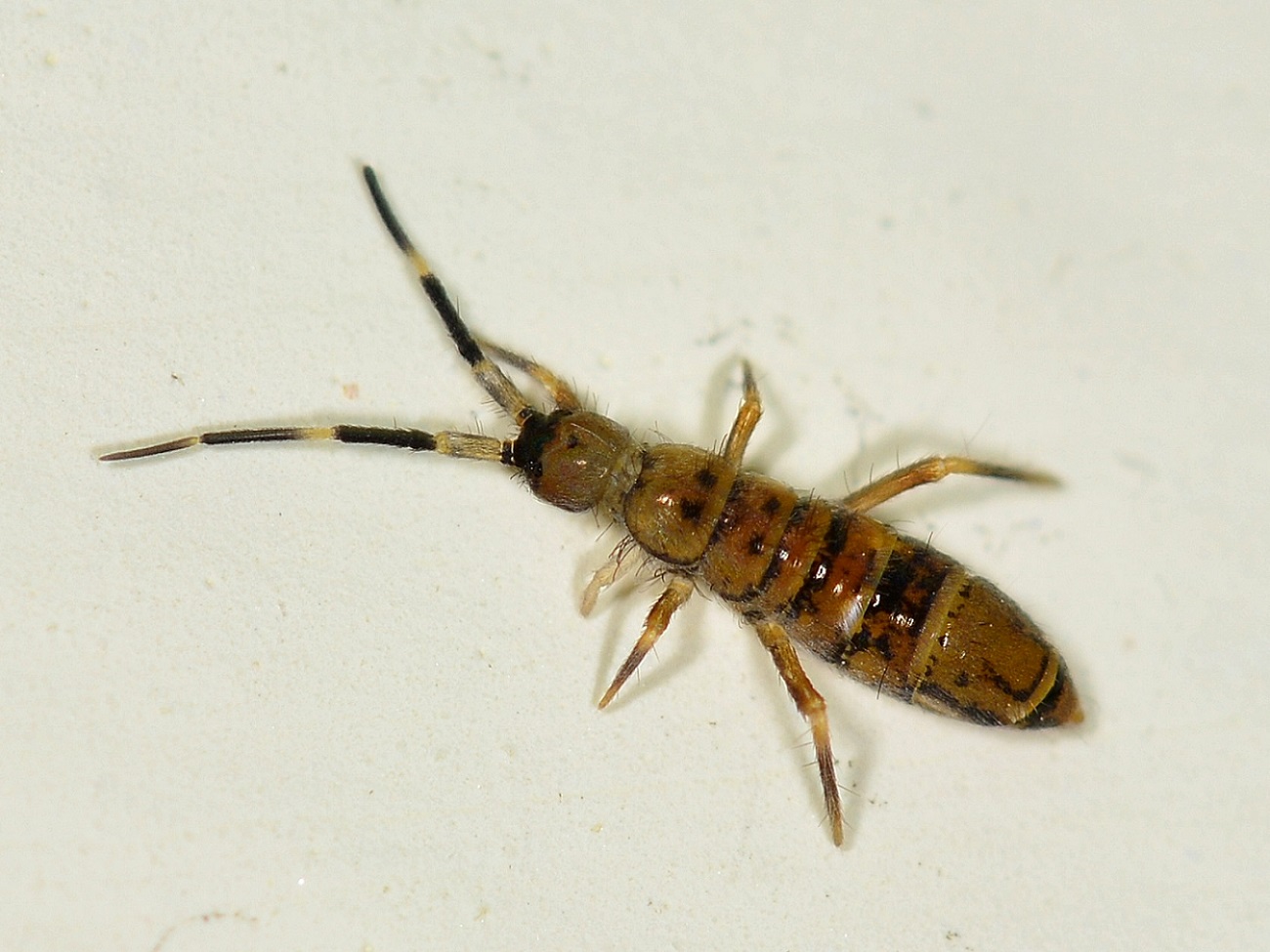 Collembola Entomobryidae: Orchesella cfr. villosa