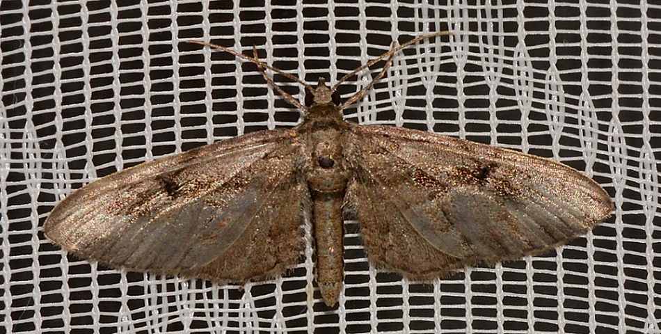 Eupithecia ? S, Eupithecia sp