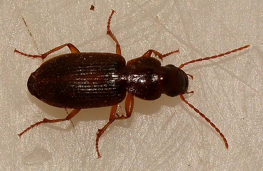 Carabidae: Parophonus planicollis