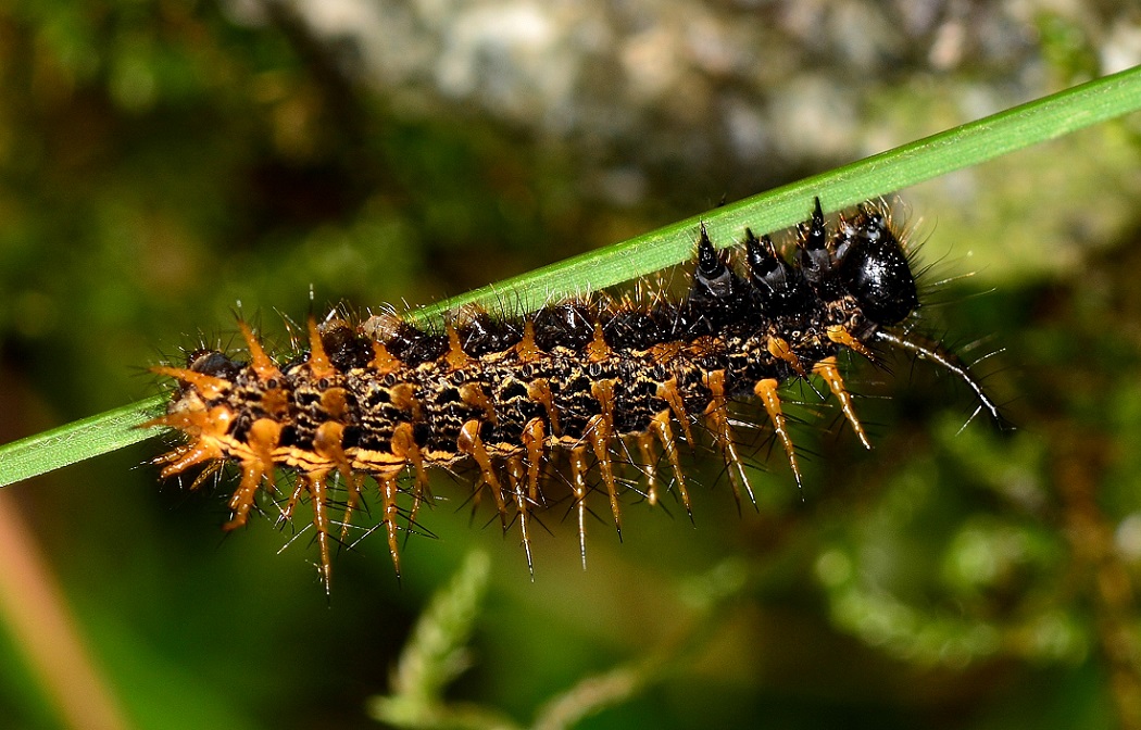 Strana larva - Argynnis (Argynnis) paphia