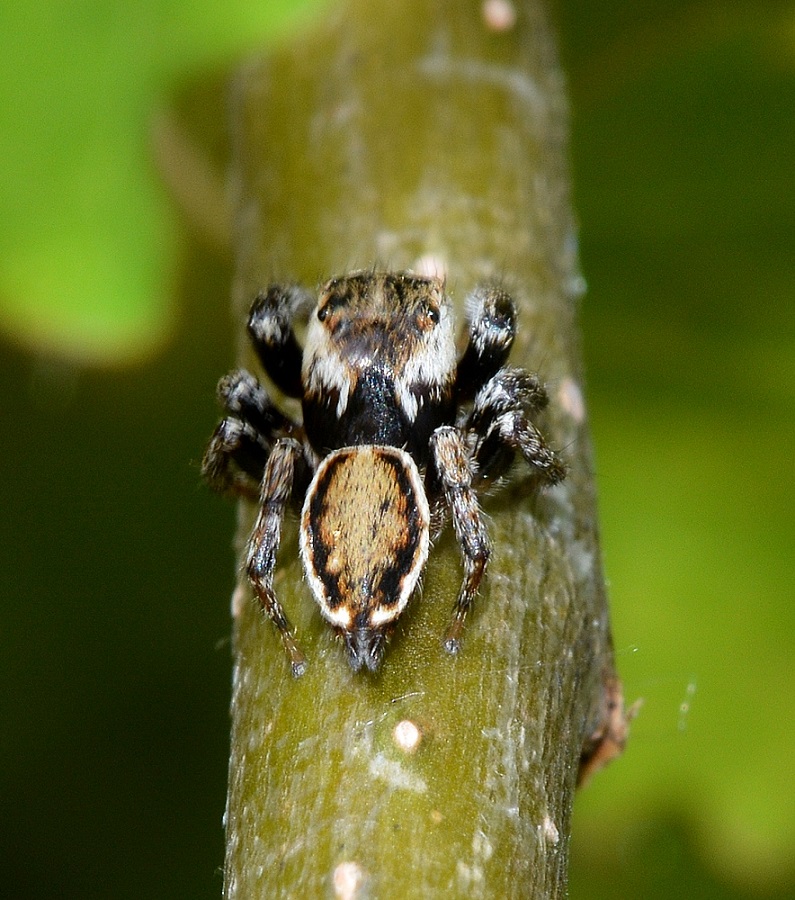 Evarcha?  S,  Evarcha falcata, maschio  - Bannio Anzino (VB)