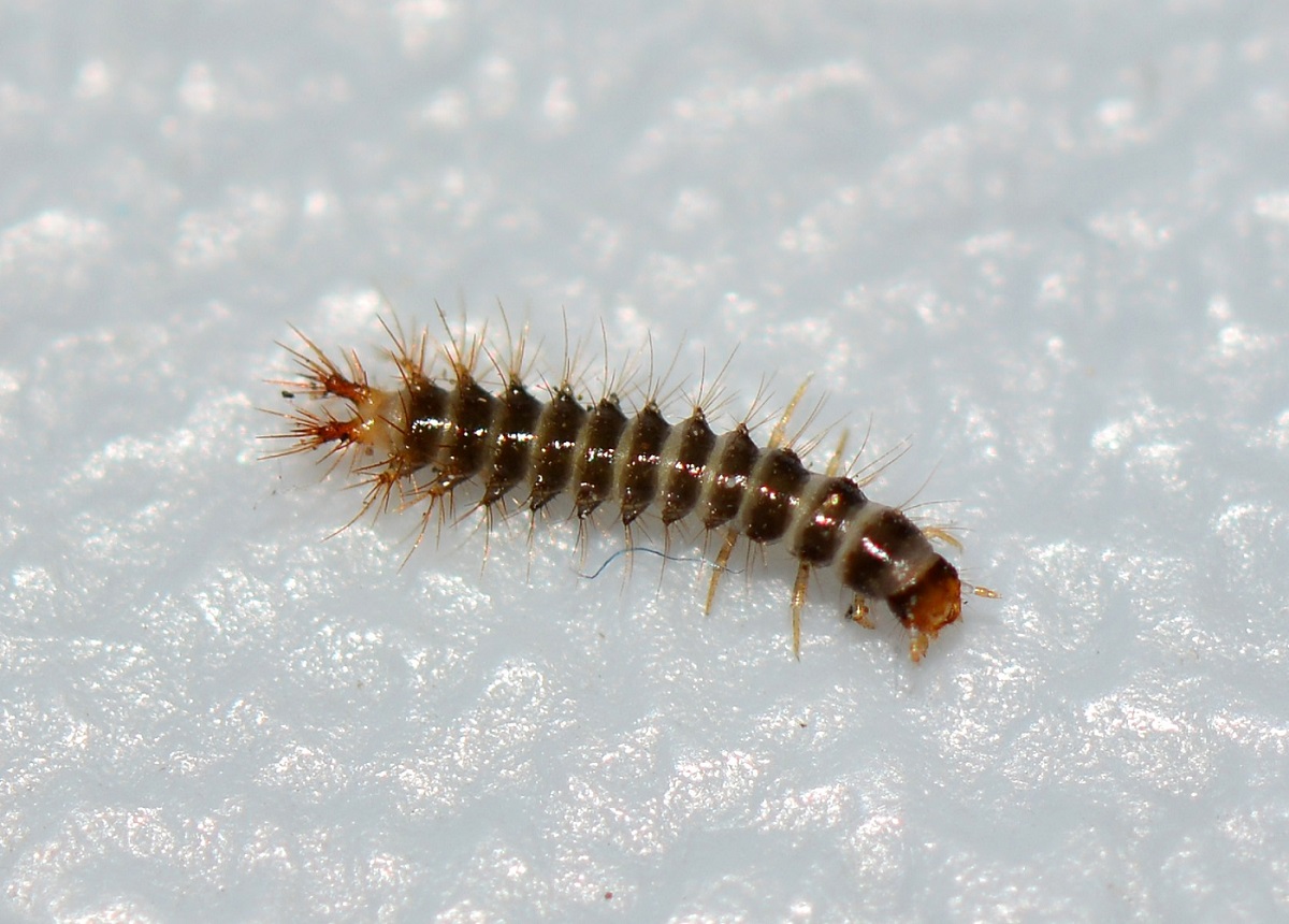 Larva di Drilidae ?  S, di Drilus sp.
