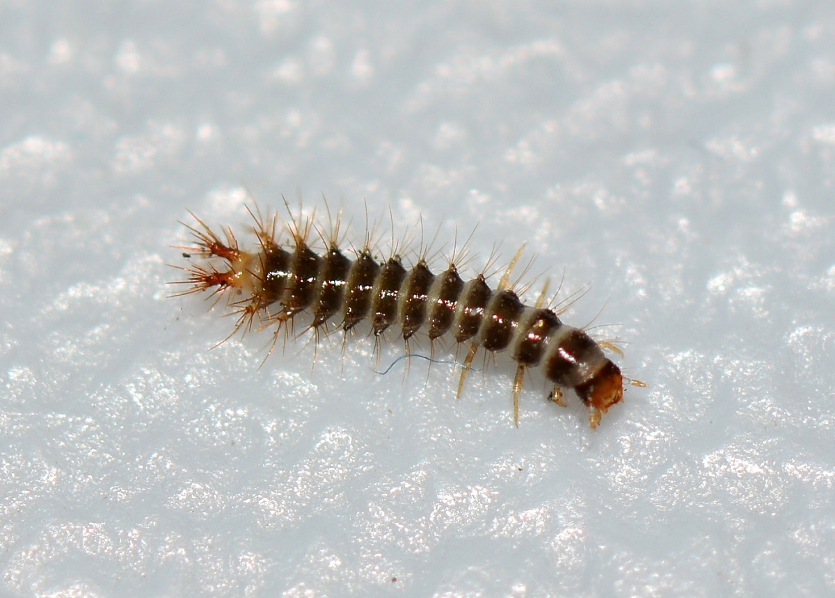 Larva di Drilidae ?  Sì, di Drilus sp.