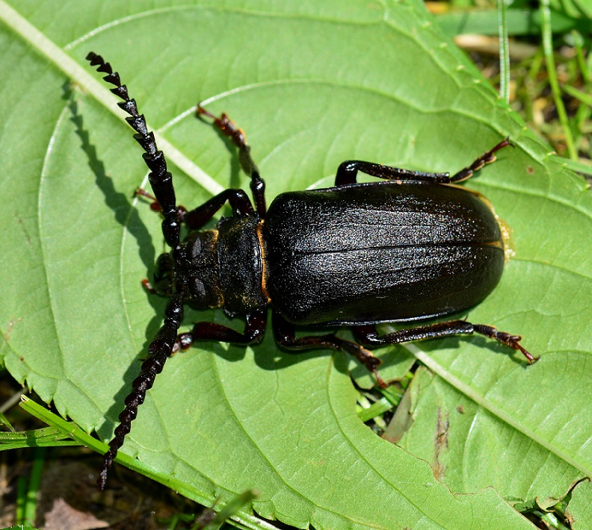 Cerambycidae: Prionus coriarius