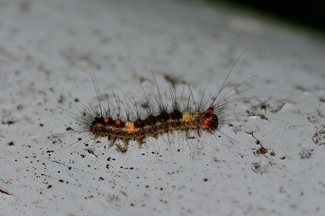 Piccola larva colorata - Orgyia (Orgyia) antiqua, Erebidae Lymantriinae