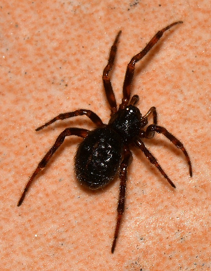 ragno scuro: Steatoda bipunctata - Bannio Anzino (VB)