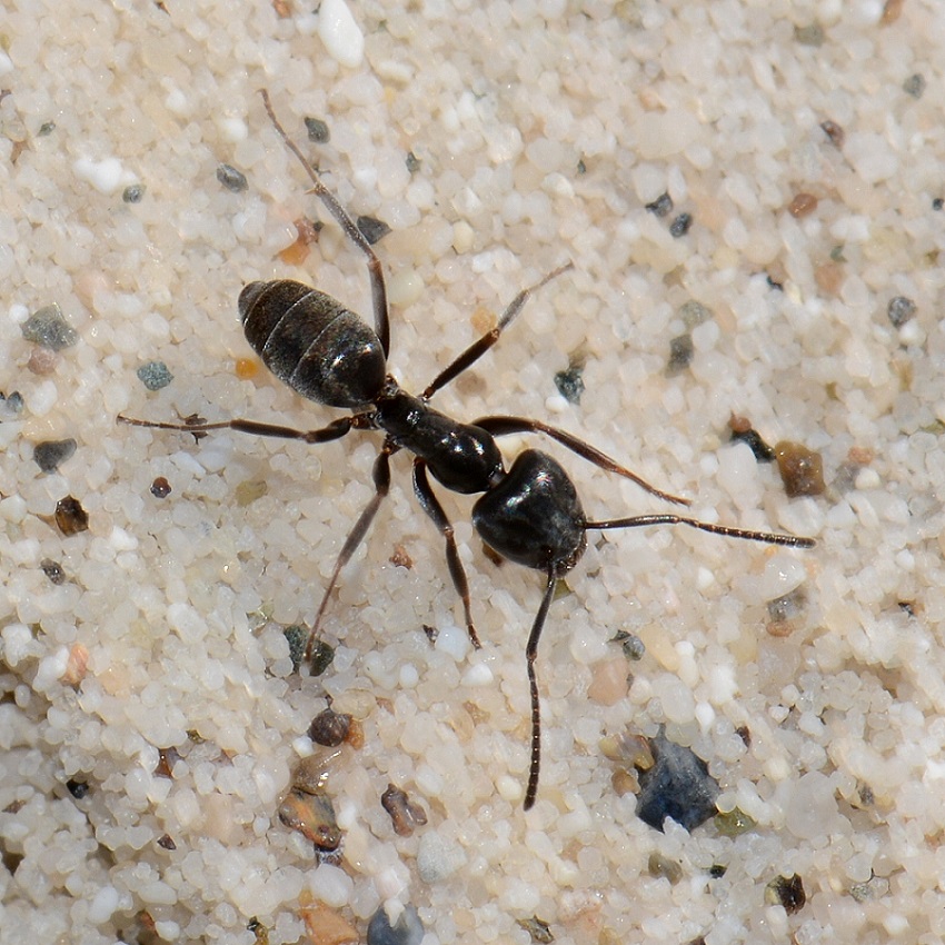 Camponotus? No. Tapinoma sp.