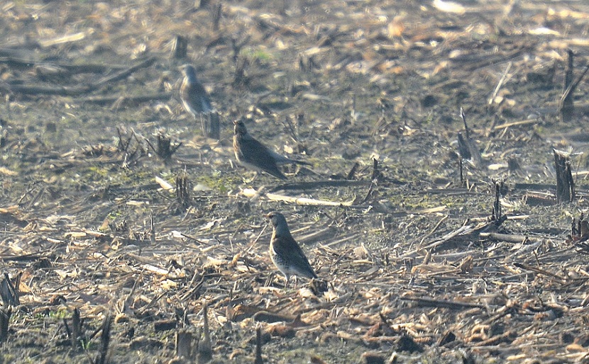 Cosa sono ?    Cesene  (Turdus pilaris)