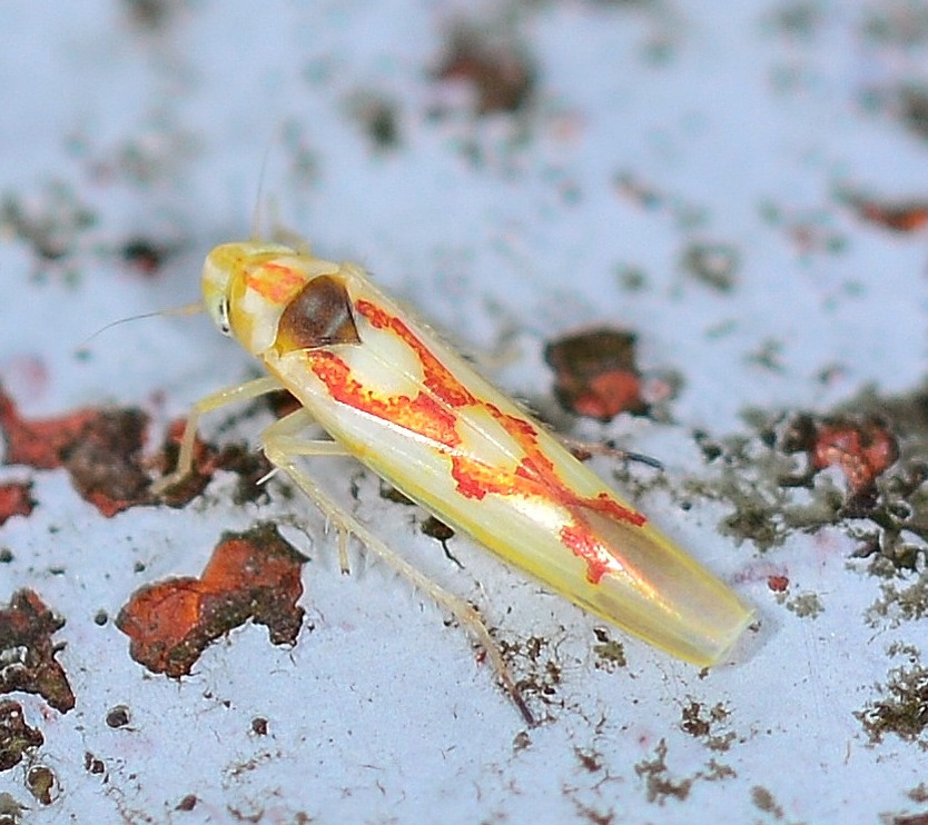 Zygina sp. ? S, Zygina flammigera, maschio