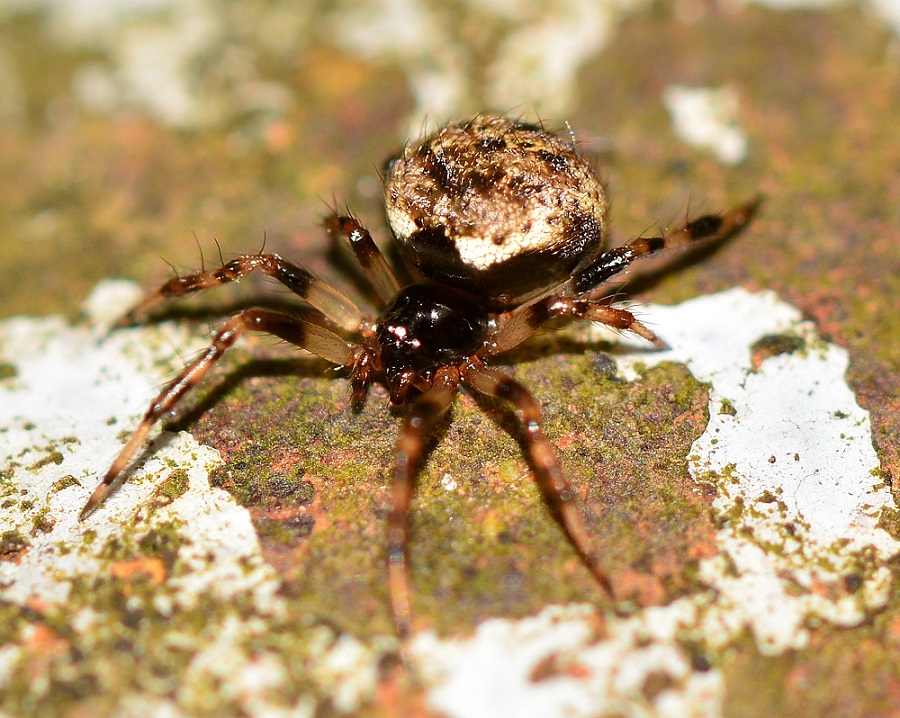 Dipoena sp. - Bannio Anzino (VB)