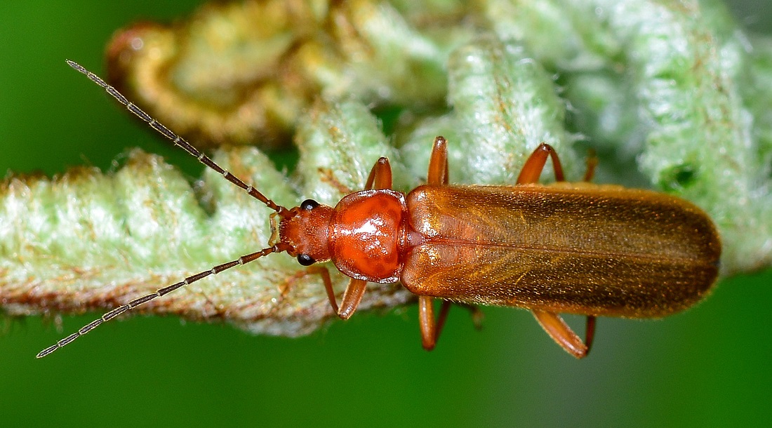 Cantharidae:  Cantharis sp.