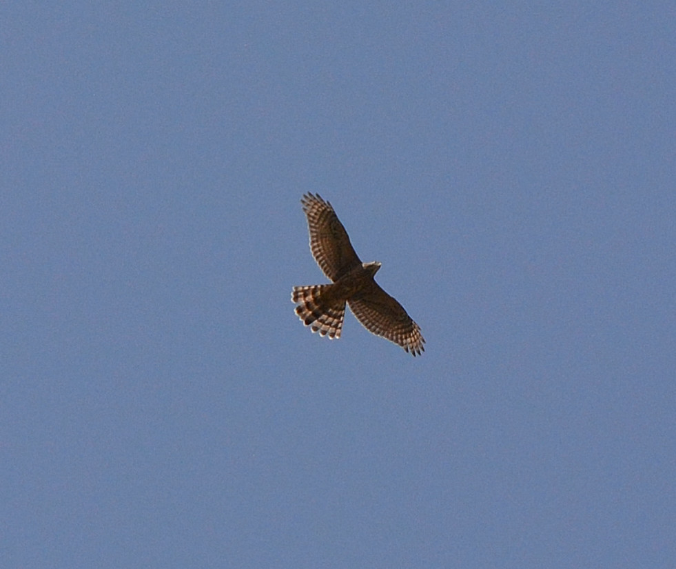 Rapace:    Astore (Accipiter gentilis) juv.