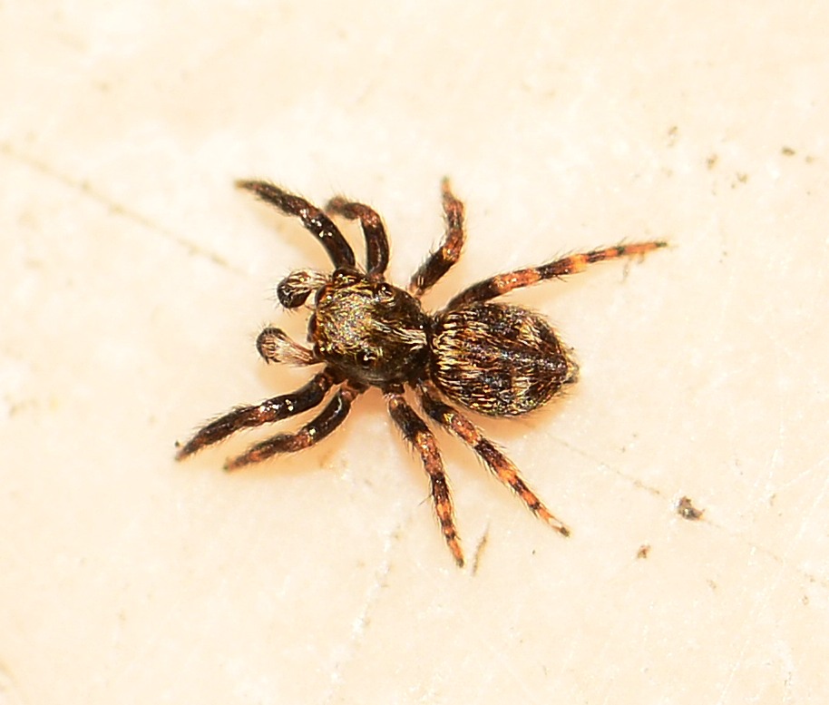 picccolo Salticidae: maschio di Pseudeuophorys erratica - Mediglia (MI)