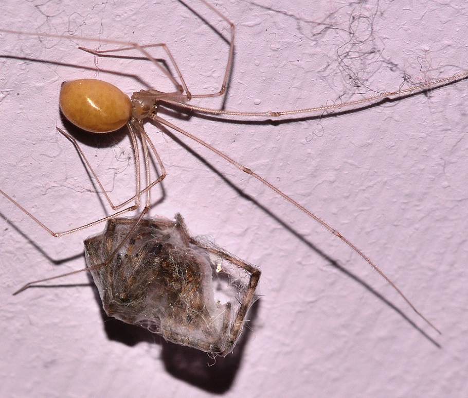 Pholcidae con preda:  Pholcus phalangioides - Mediglia (MI)