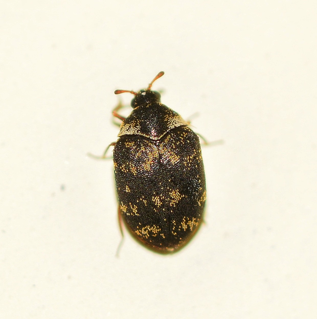 Dermestidae: Anthrenus fuscus