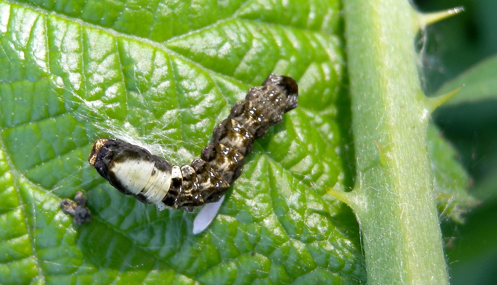 larva da id - Thyatira batis, Drepanidae