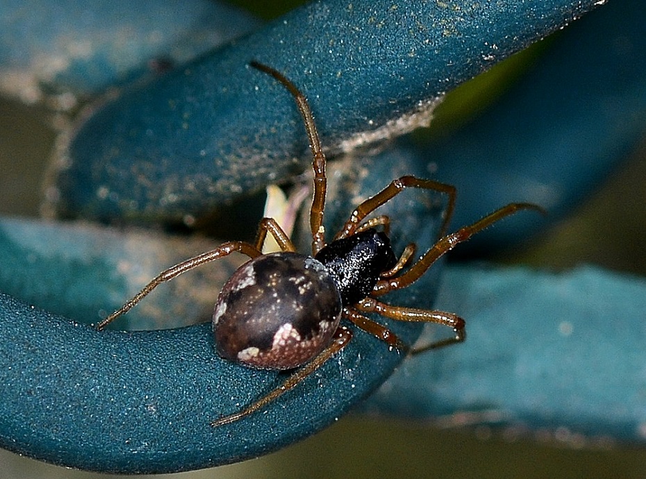 Pachygnatha degeeri - Bannio Anzino  (VB)