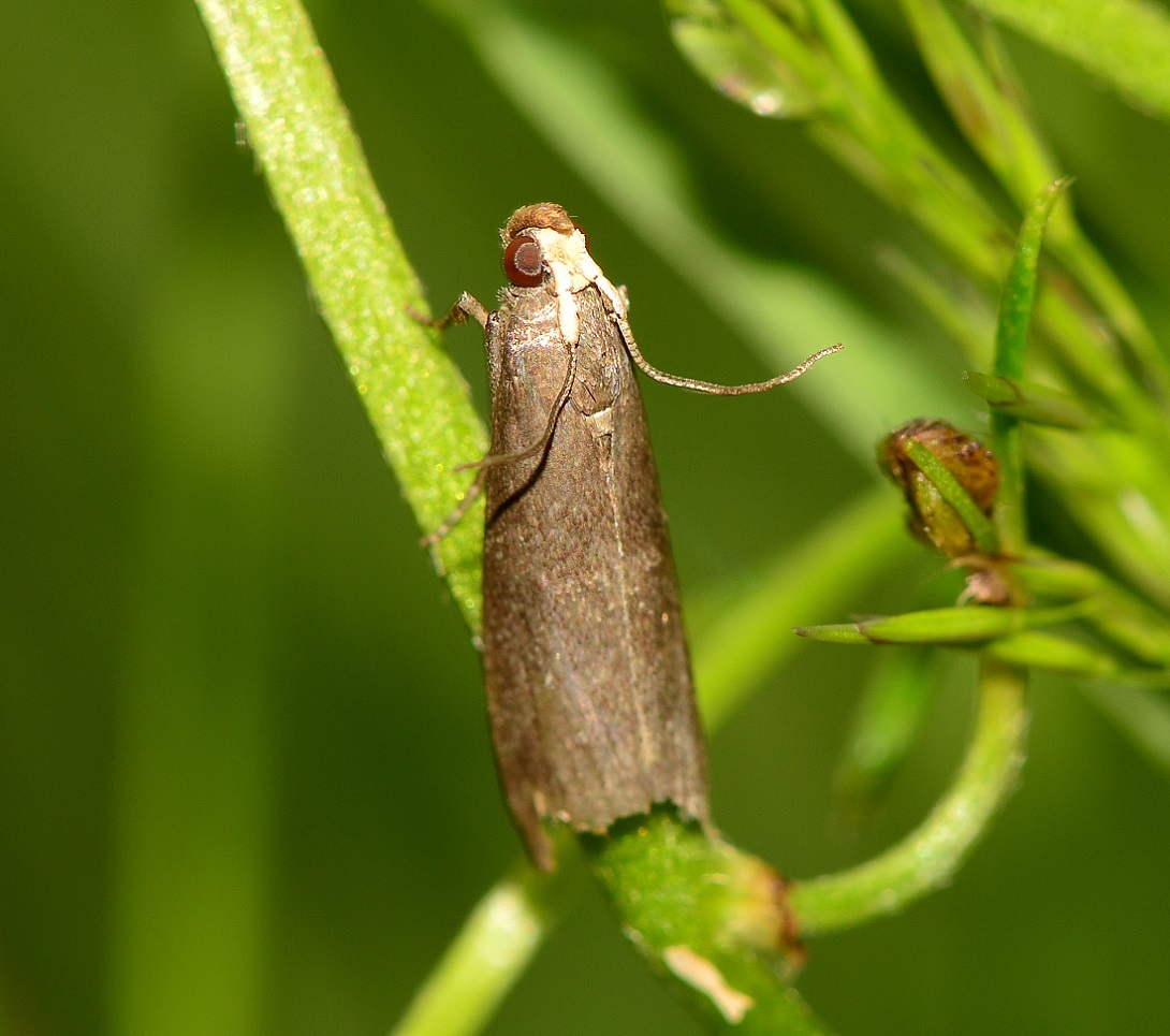 farfallina da id - Salebriopsis albicilla, Pyralidae