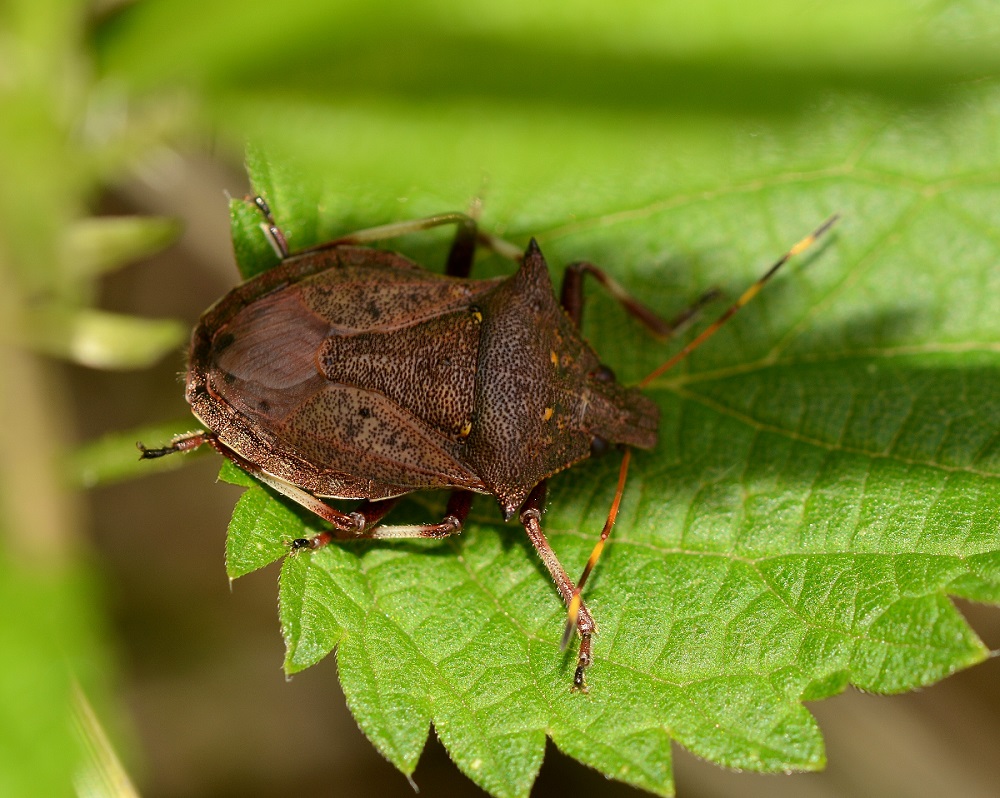 Penatomidae: Picromerus ?  S, Picromerus nigridens