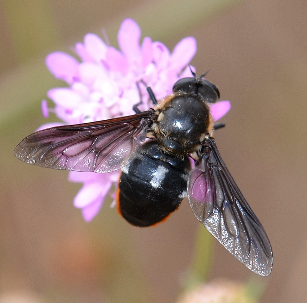 Bombyliidae ?  No, Tabanidae: Pangonius funebris