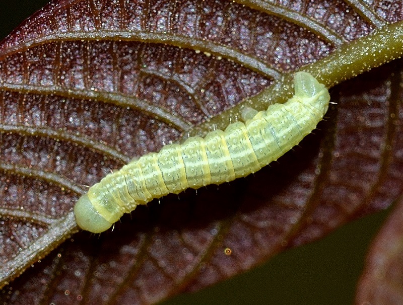 Larva su noce - Operophtera cfr. brumata, Geometridae