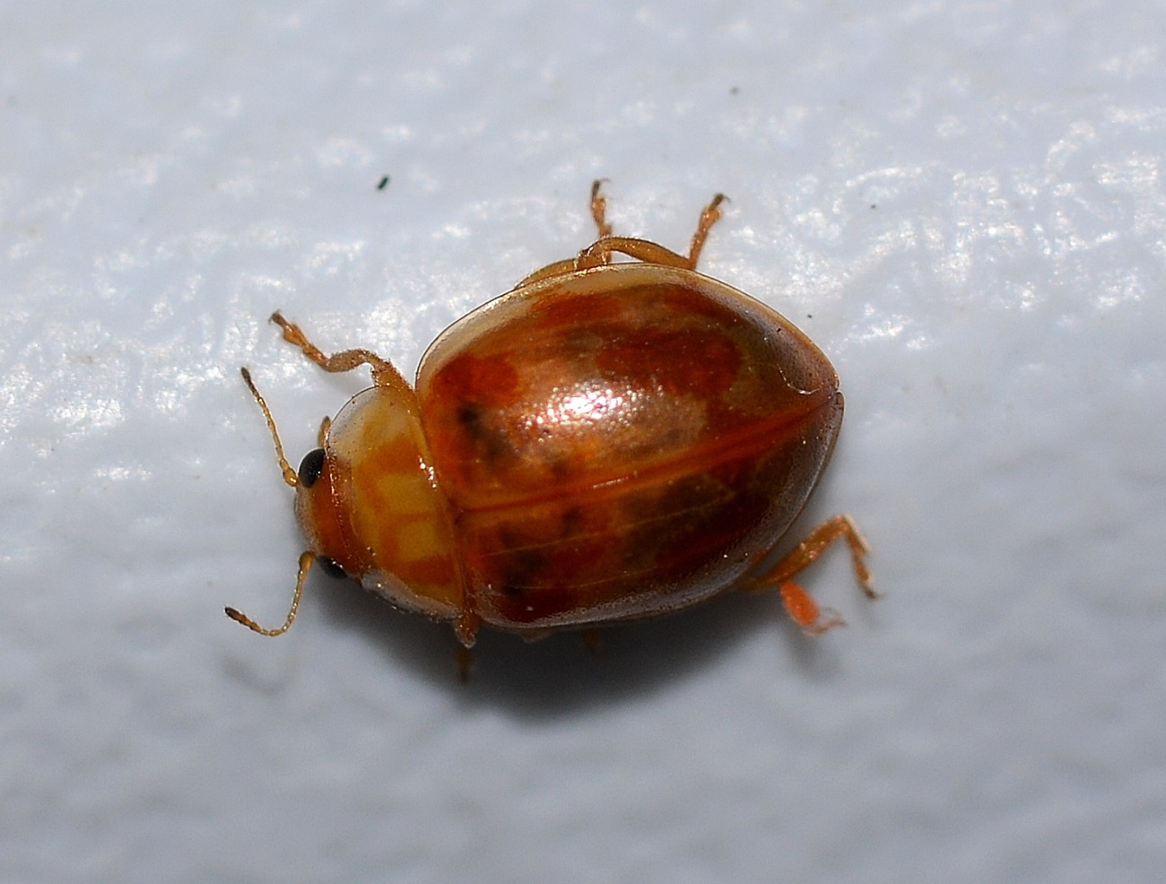 Coccinellidae:  cfr. Myrrha octodecimguttata