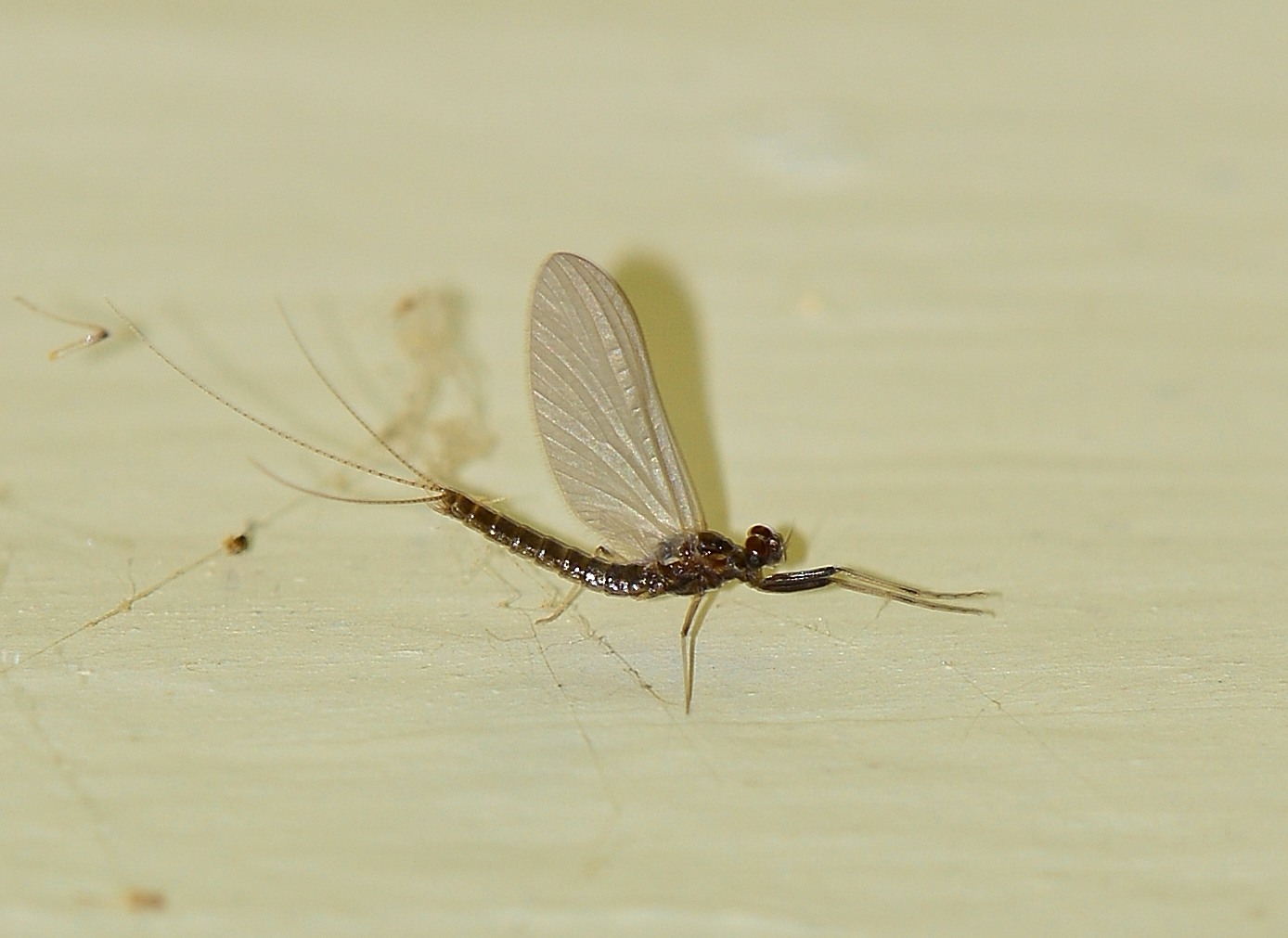 Serratella ignita (Ephemerellidae) di Bannio Anzino (VB)