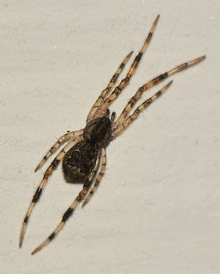 Piccolissimo:  Episinus cfr. angulatus - Bannio Anzino  (VB)