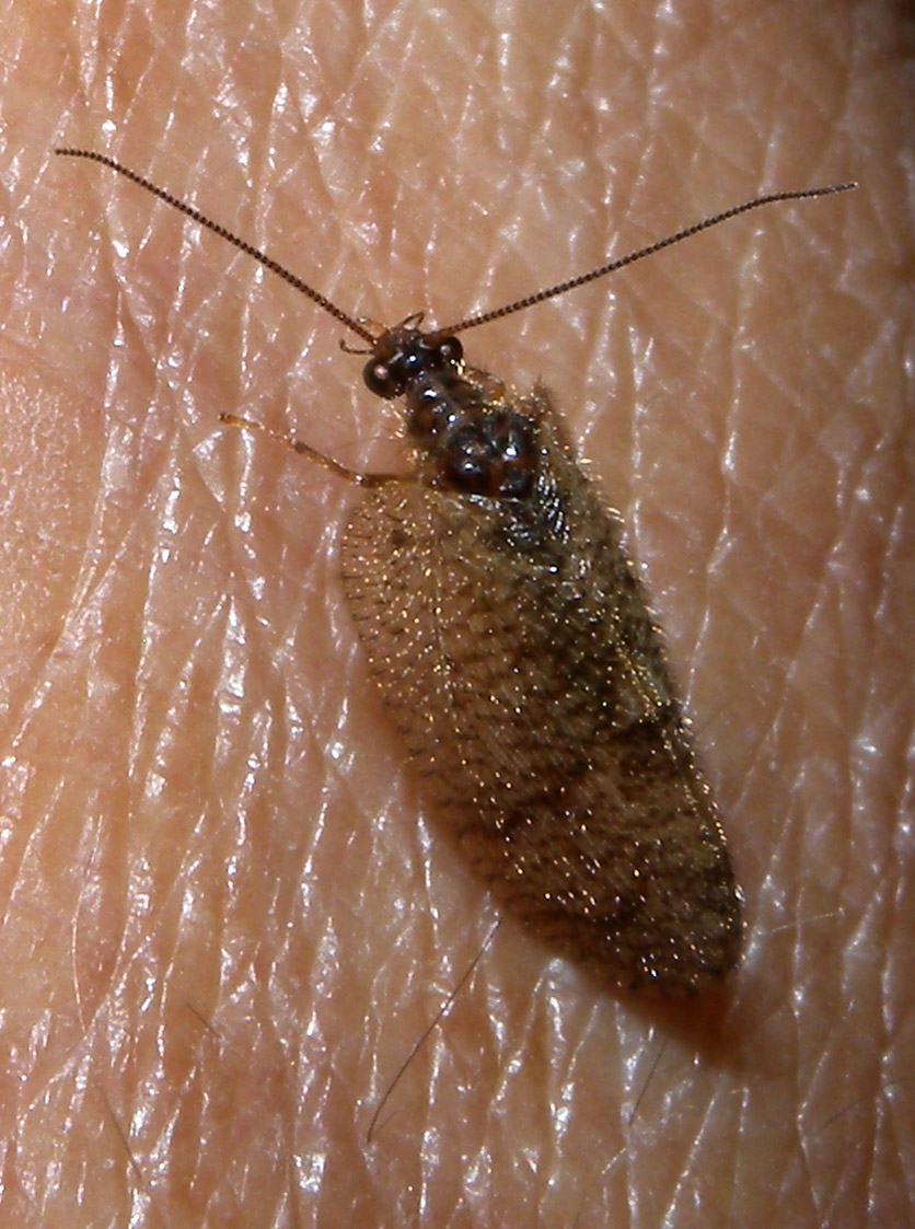 Megalomus sp. Hemerobiidae