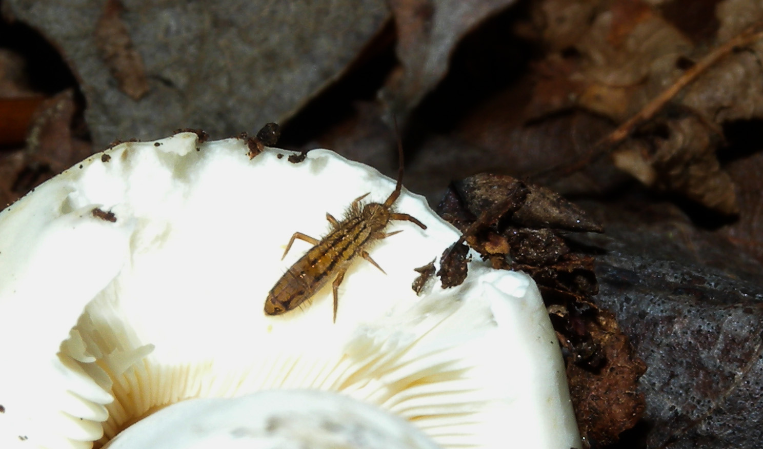 Collembolo (?)